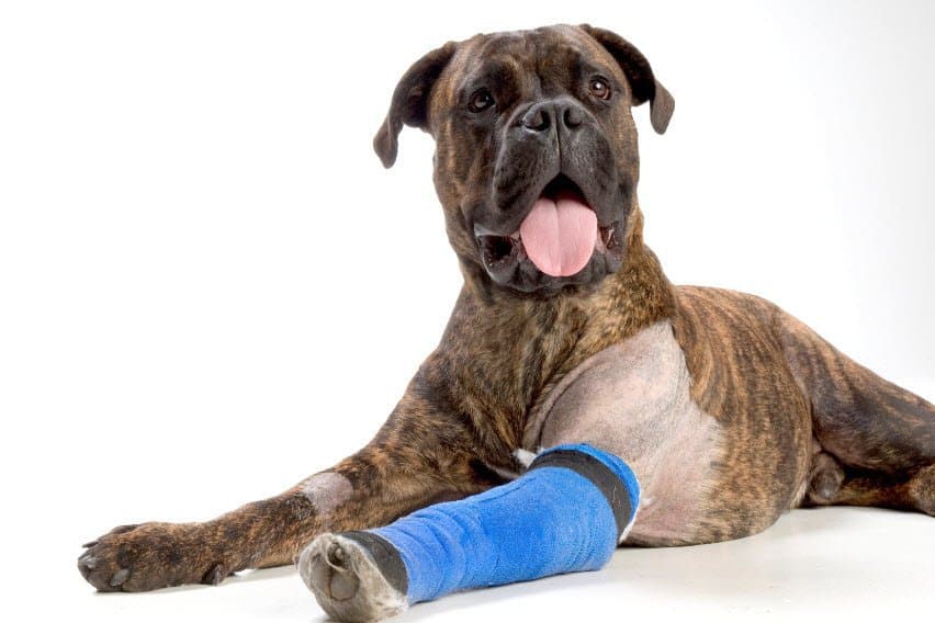 boxer-com-bandagem