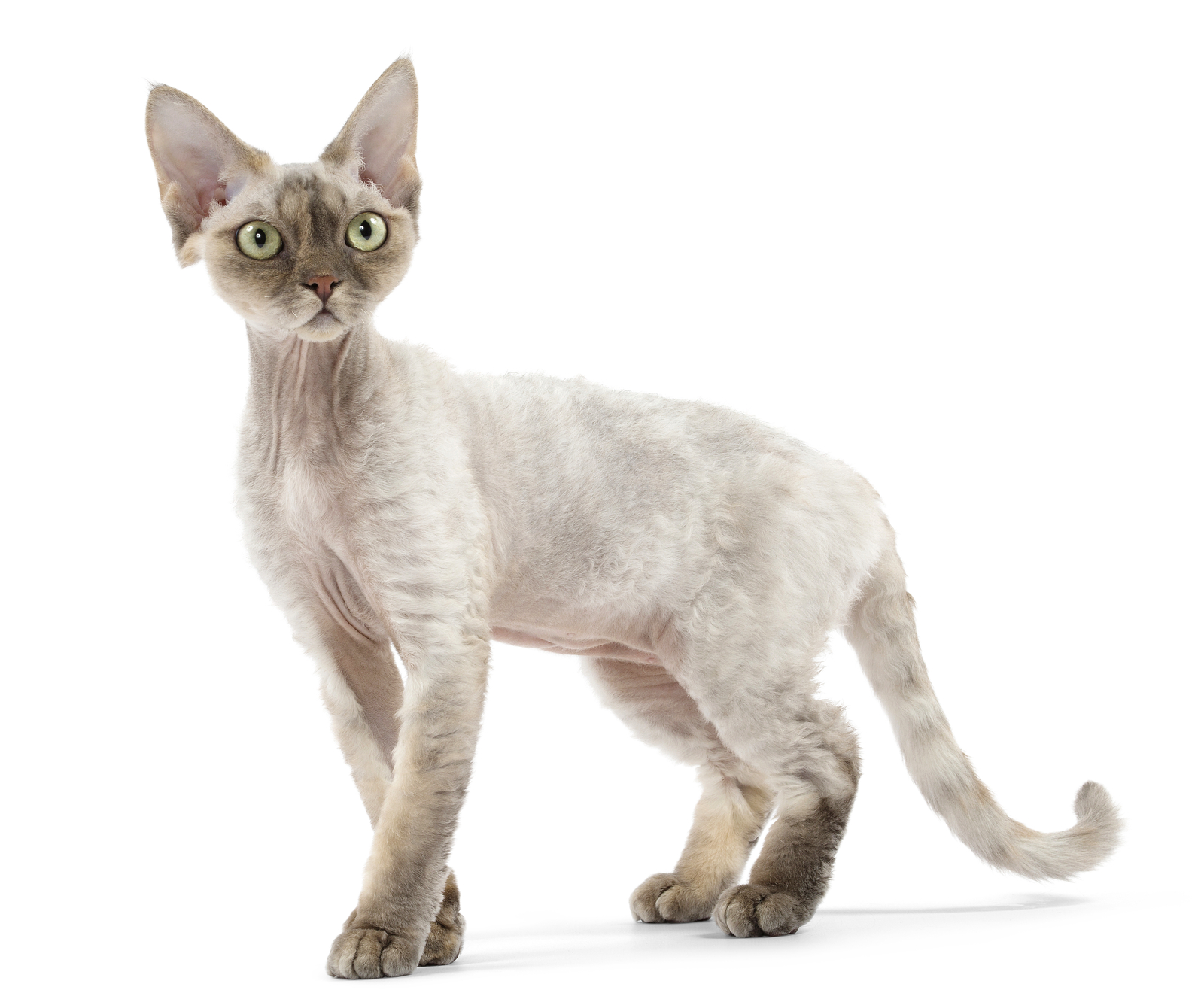 devon-rex