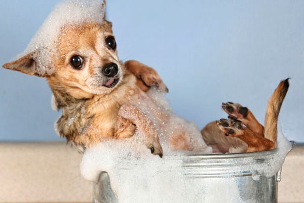 shampoo-anti-pulgas-cachorros-gatos