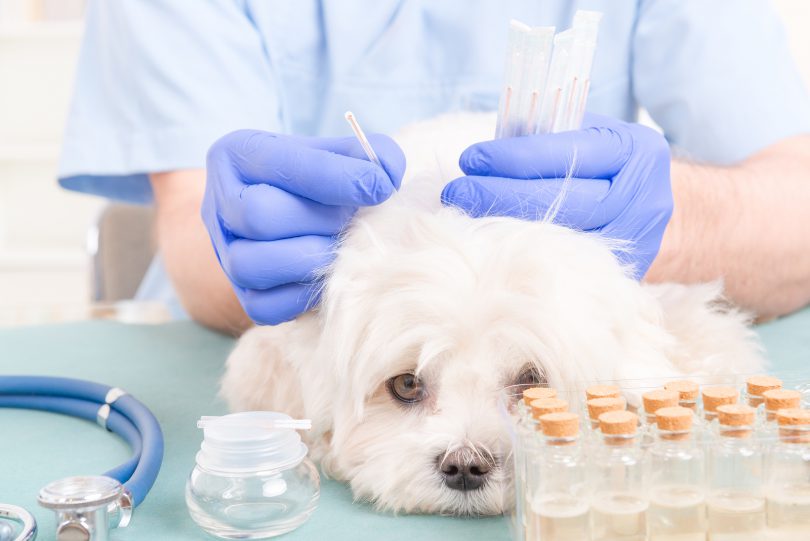 bigstock-Vet-doing-acupuncture-treatmen-124709897-810x541