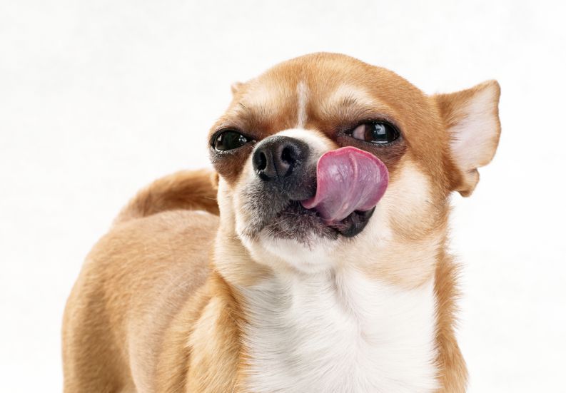 cachorro-comendo-coco