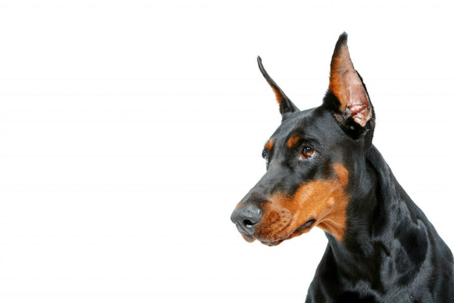 cao-doberman-pinscher