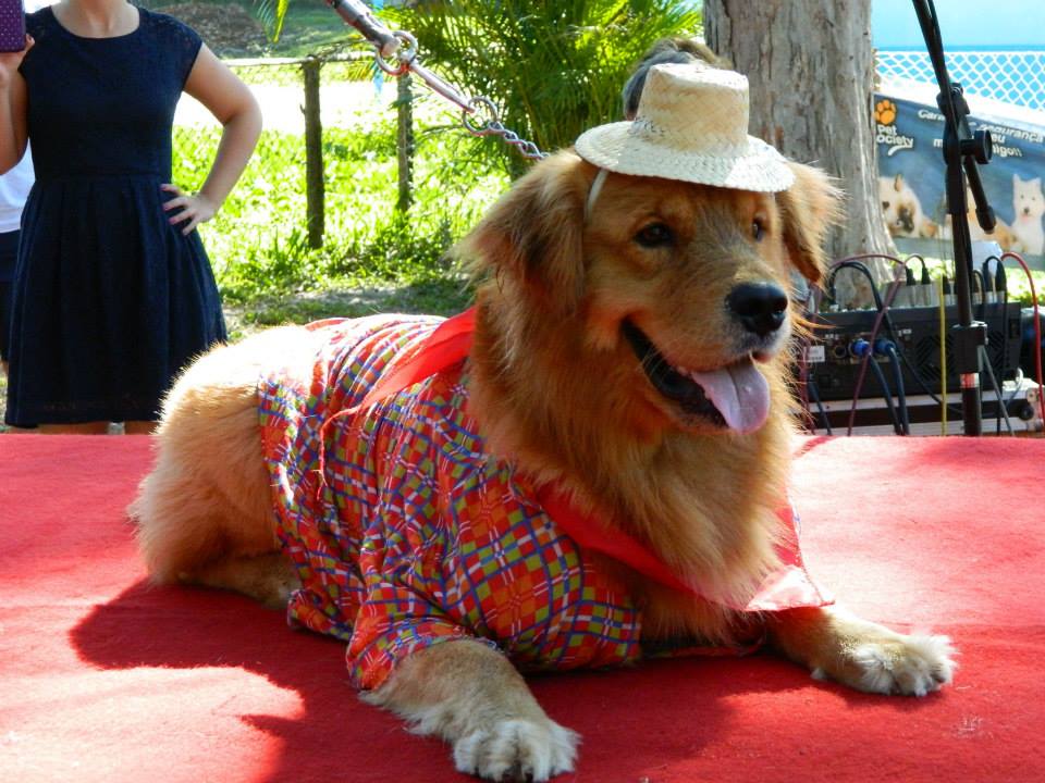 doguinho
