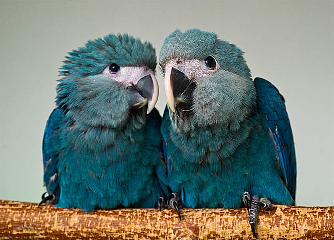 fotodia-ararinha-azul