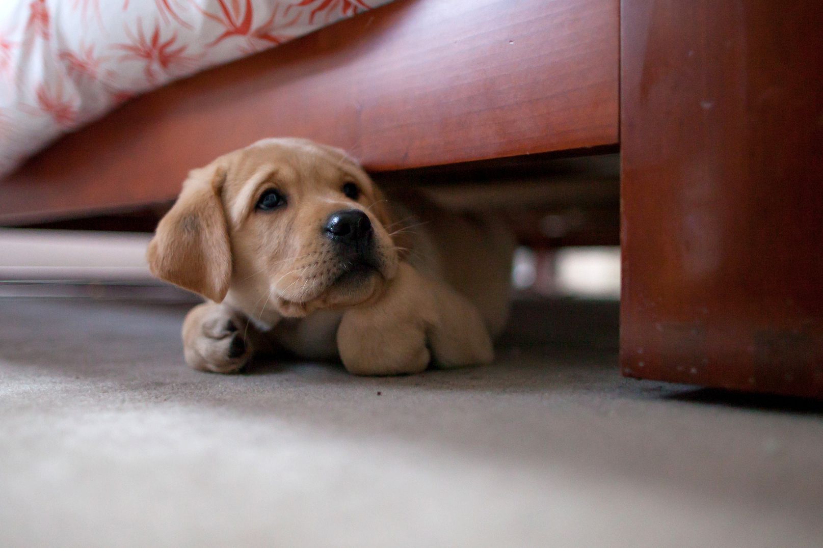 scared-puppy-GettyImages-164154580-577182243df78cb62c967b53