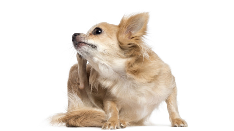 Coceira-em-cachorro-conheça-as-principais-causas-Clube-das-Comadres