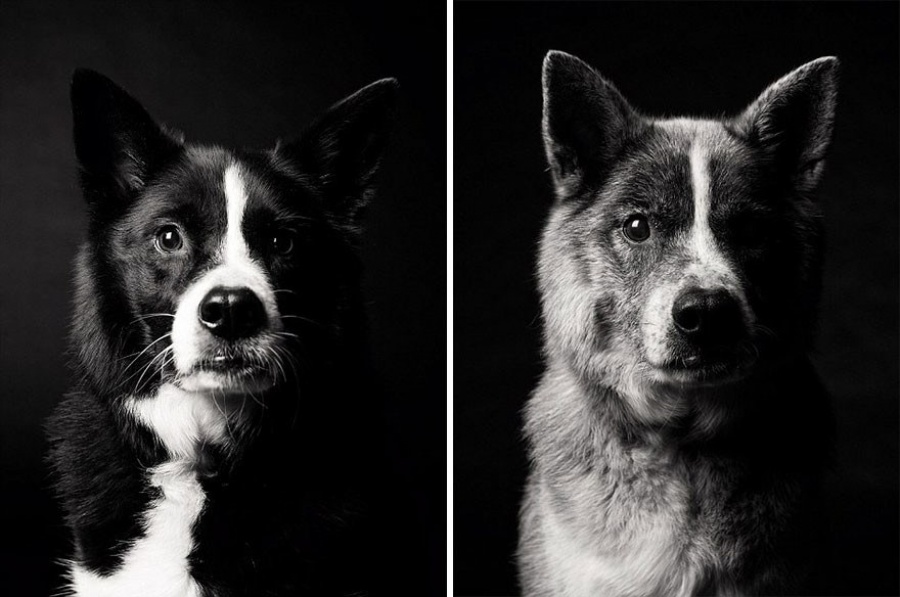 Como-os-cães-envelhecem-projeto-fotográfico-fascinante2