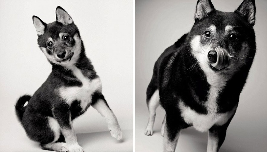 Como-os-cães-envelhecem-projeto-fotográfico-fascinante3