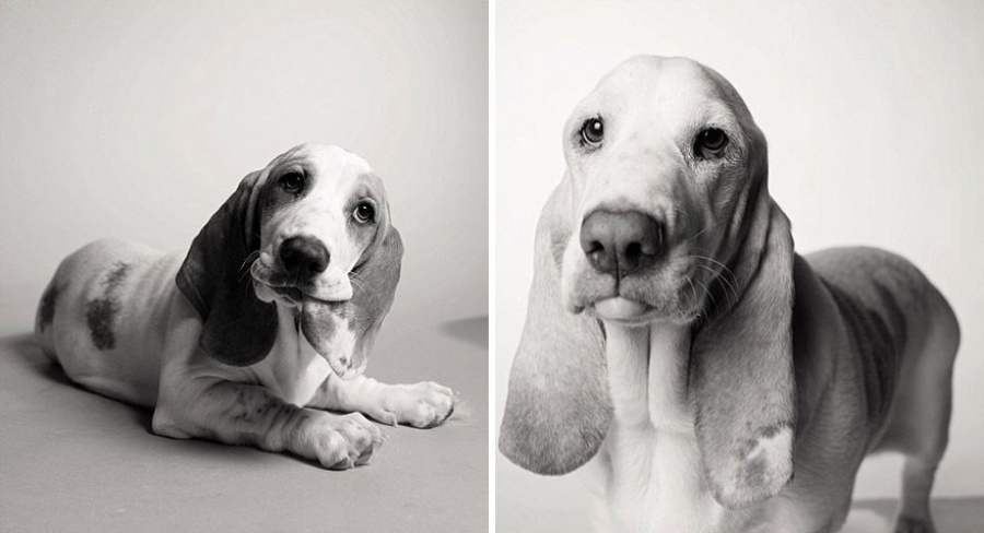 Como-os-cães-envelhecem-projeto-fotográfico-fascinante7
