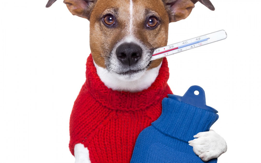 Meu-cachorro-está-gripado-–-e-agora_site-1080x675