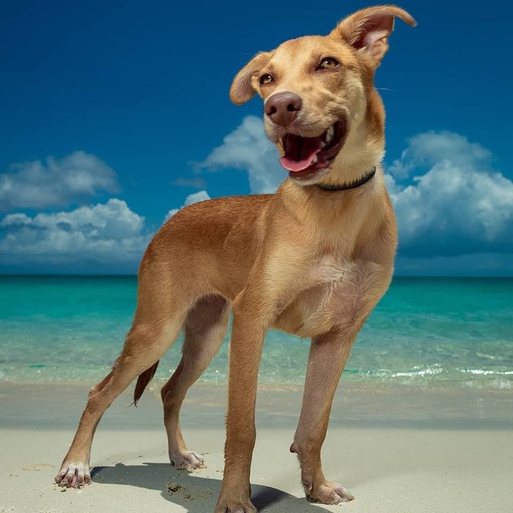 Paraíso-animal-Essa-ilha-no-Caribe-é-repleta-de-bichinhos-resgatados-que-você-pode-brincar-o-dia-inteiro-3
