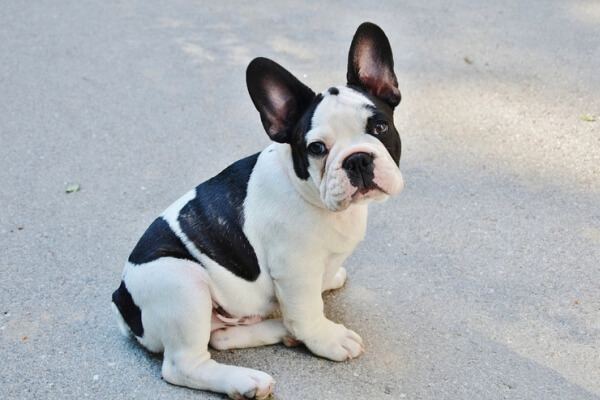 adoptar-bulldog-francés