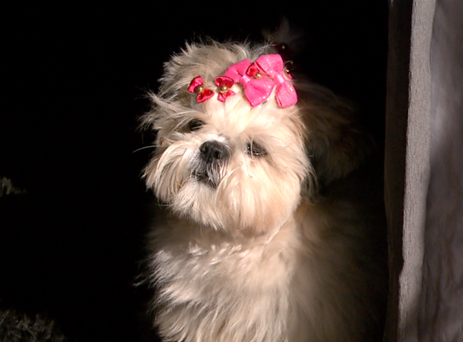 cachorrinha-2