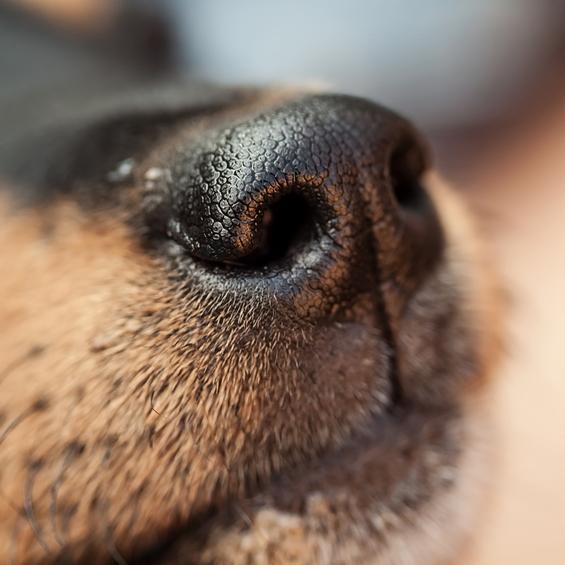 img_10_cheiros_que_os_cachorros_nao_gostam_21212_600