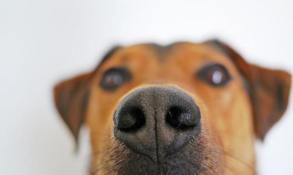 img_10_cheiros_que_os_cachorros_nao_gostam_21212_paso_0_600