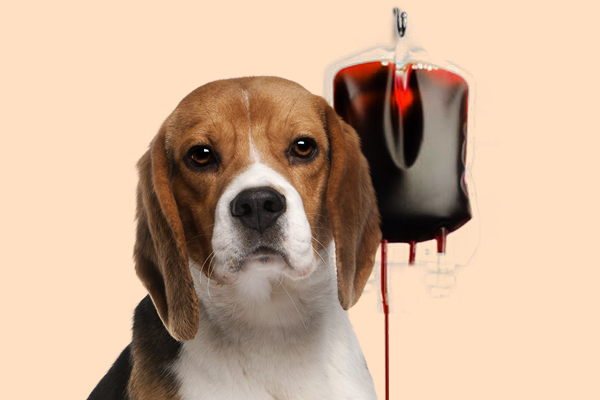transfusao_sangue_pet