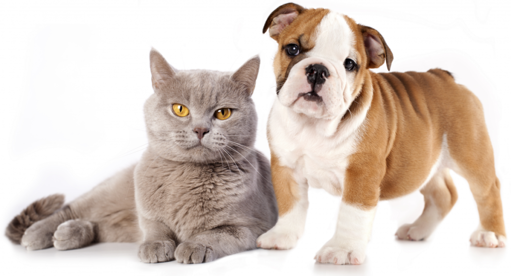 Pets-e1492529265554