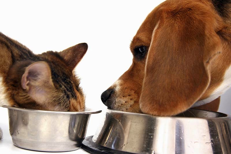 cachorro-pode-comer-racao-de-gato