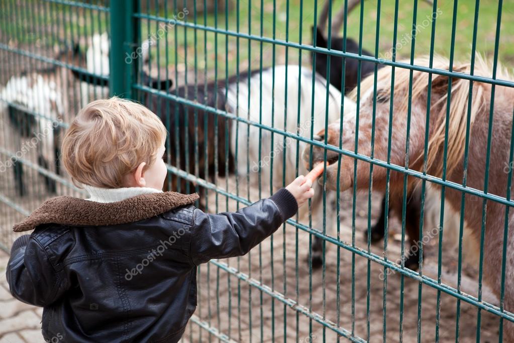 depositphotos_13868196-stock-photo-little-toddler-boy-feeding-animals