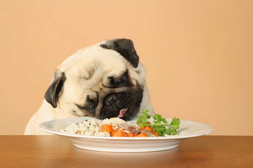dog-food-diet