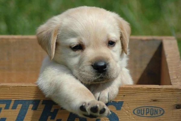 Cachorros-Para-Adotar-1