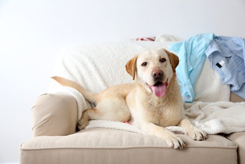 perro-en-el-sofa