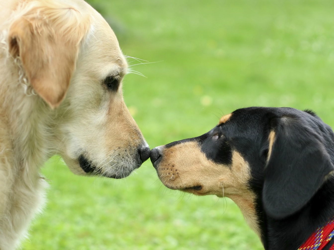 socializar-filhote-de-cachorro