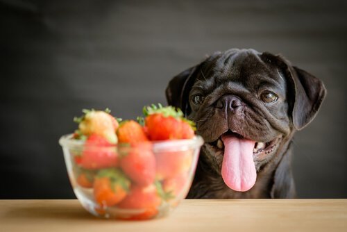 verduras-e-frutas-para-caes