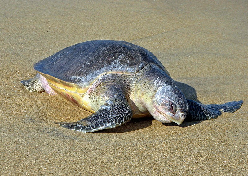 800px-lepidochelys_olivacea