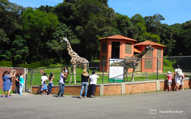 Zoologico_Curitiba_06_girafas