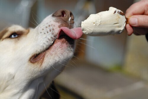 cachorro-comendo-sorvete