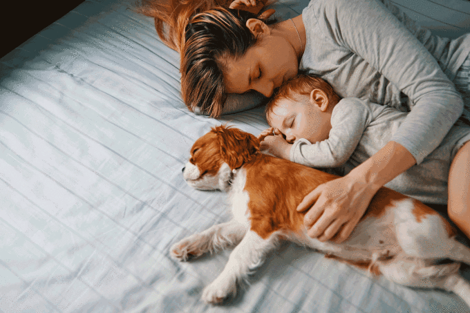 cachorro-pode-dormir-na-cama