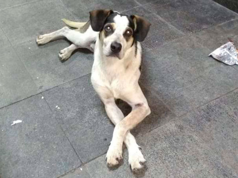 carrefour-cachorro1