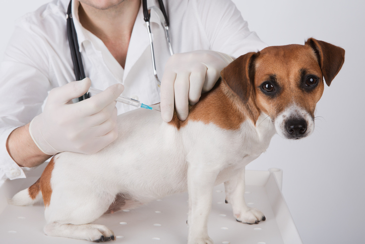 veterinary surgeon is giving the vaccine to the dog Jack Russell terrier. Studio shot