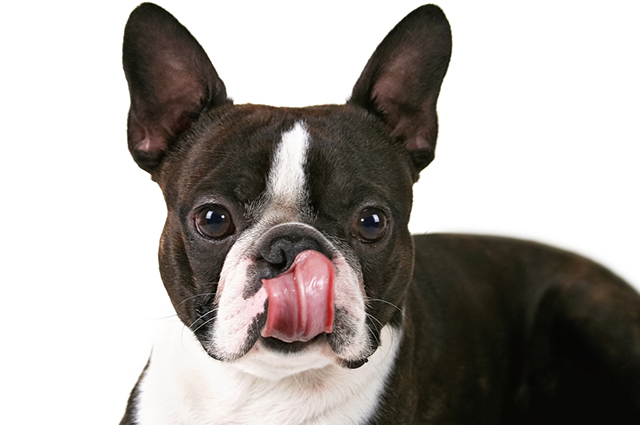 boston-terrier