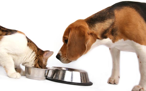 cachorro-nao-deve-comer-racao-de-gato