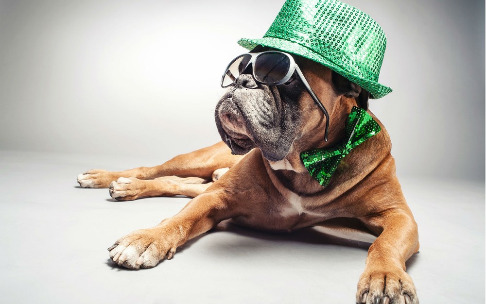 cachorro-de-chapeu
