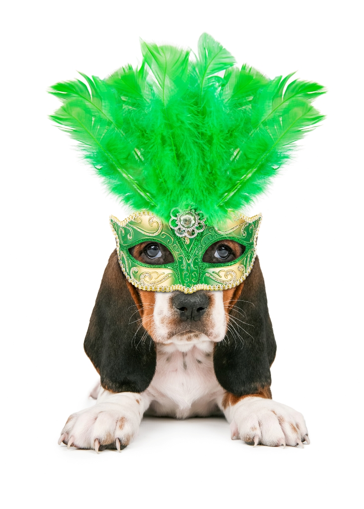 Puppy Wearing Mardi Gras Mask