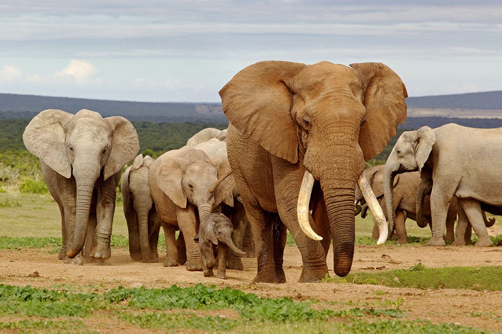 iphoto-manada-de-elefantes-africanos-990x660