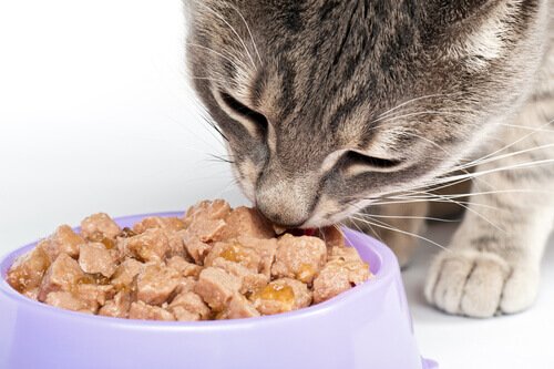 quanta-comida-seu-gato-deve-comer