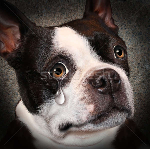 3973147_stock-photo-lost-pet