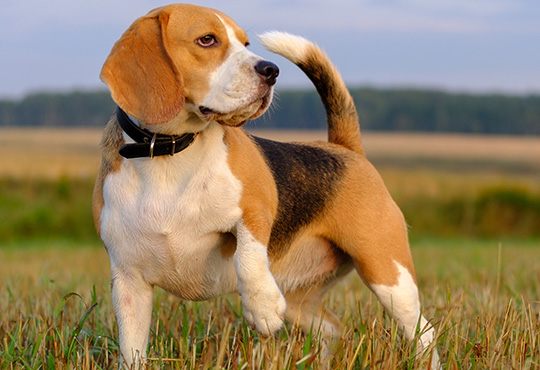 beagle