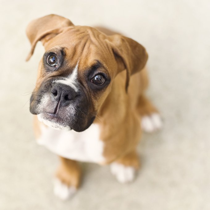boxer-dogs-puppies-3