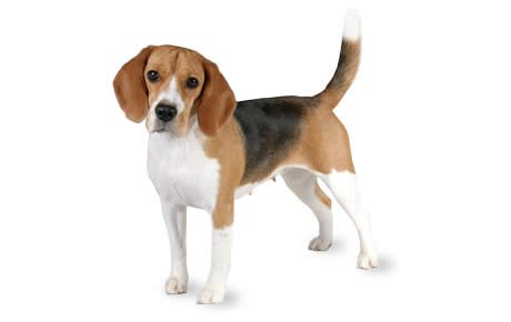 file_23012_beagle