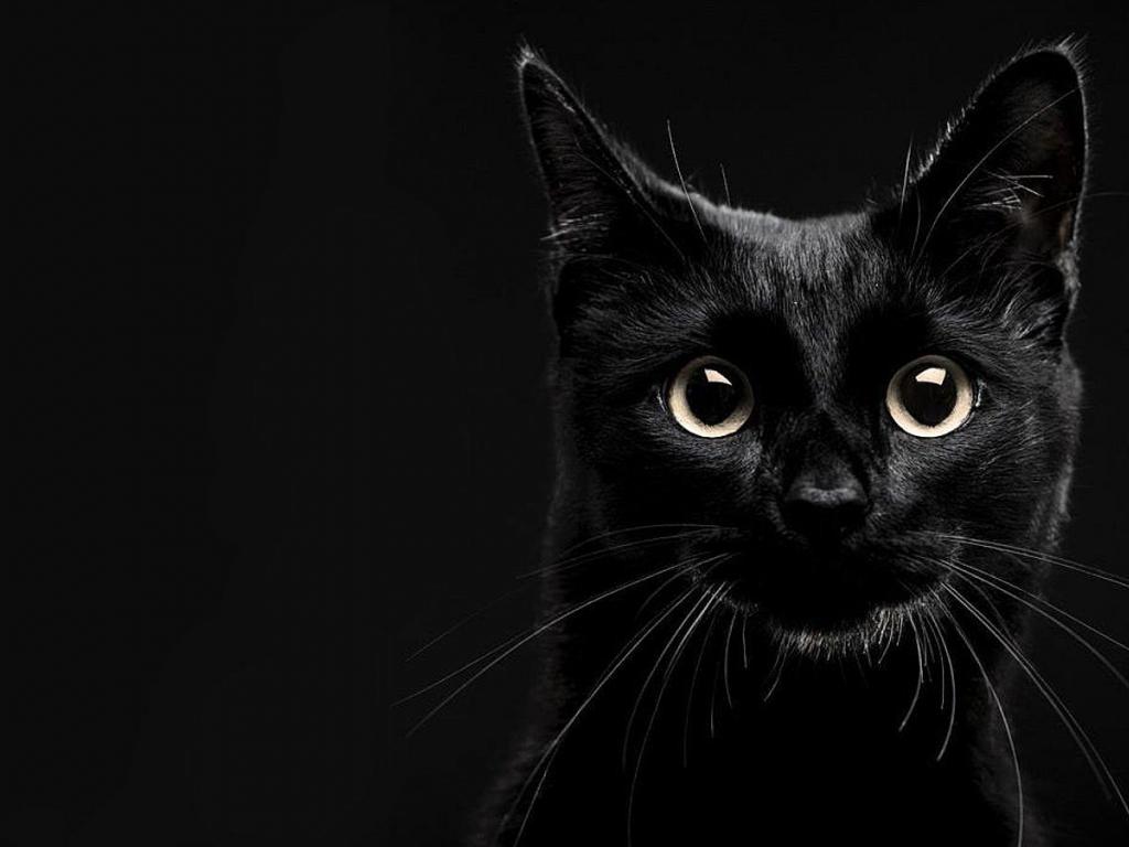 gato-preto