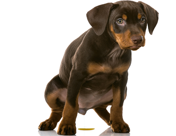 quanto_um_cachorro_pode_fazer_de_xixi_por_dia