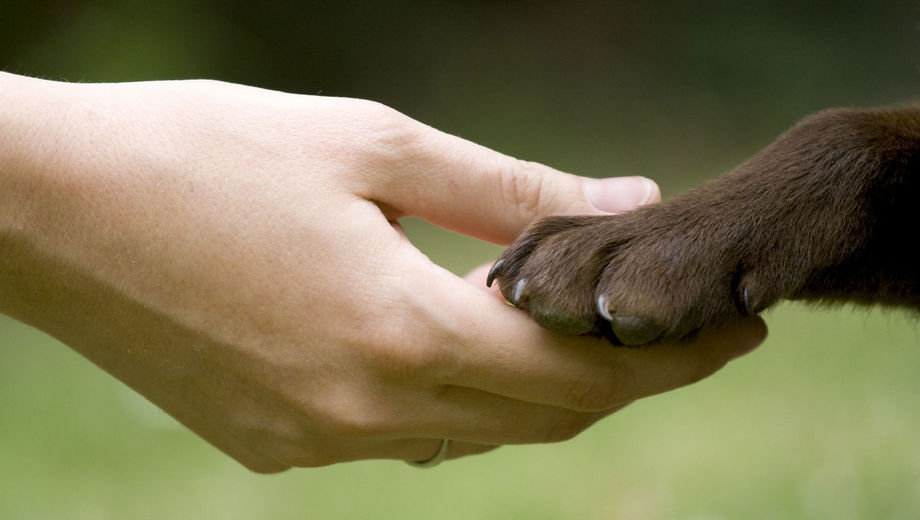 Como-Ensinar-o-Cachorro-a-Dar-a-Pata-2