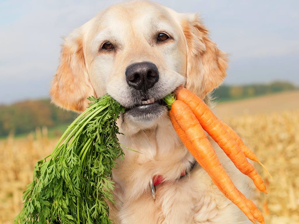 Google-Alimentos-animais-foto-principal