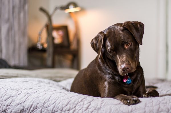 dog-1837445_1920-600x396