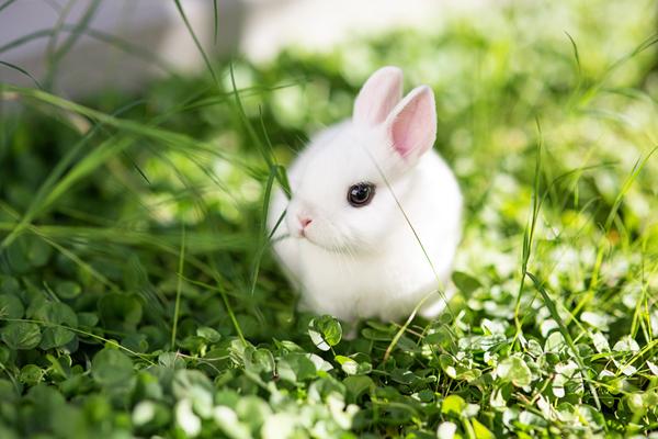 img_racas_de_coelhos_e_as_suas_caracteristicas_8286_paso_5_600